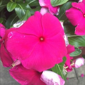 Meet your Posher, Morgan